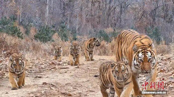 皇冠信用网账号注册_虎虎虎虎虎虎皇冠信用网账号注册，中国首次！世界罕见！