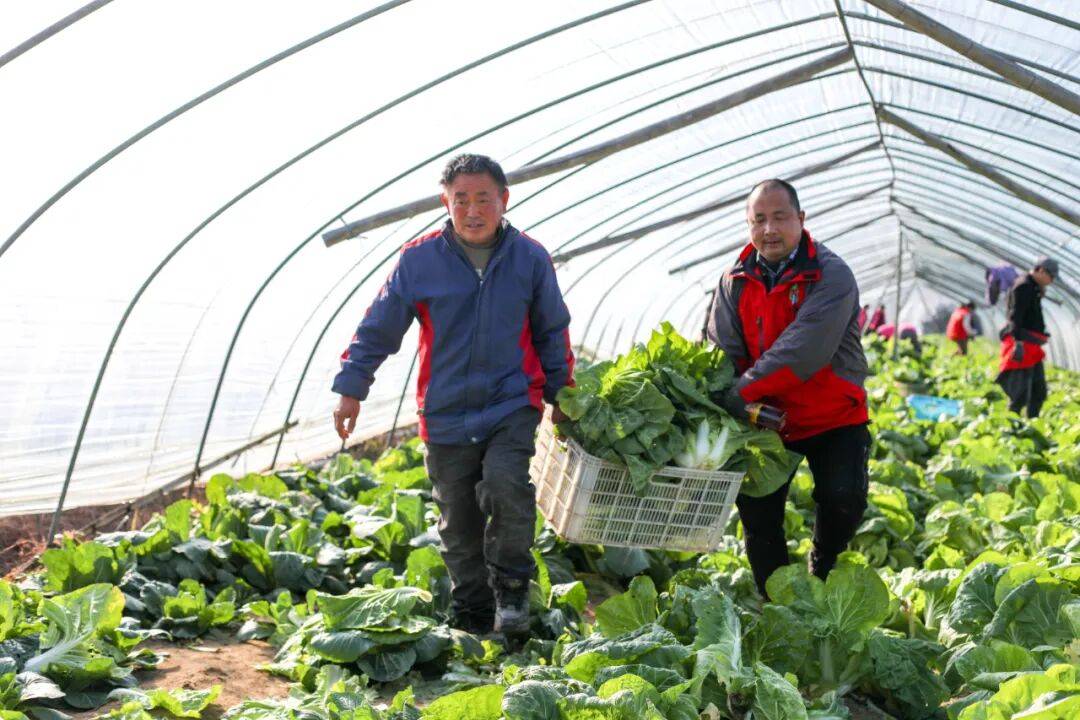 NBA篮球球探_29岁儿子突发心梗离世NBA篮球球探，家里上万斤蔬菜滞销！浙江60岁大伯绝望痛哭，短短一天后……