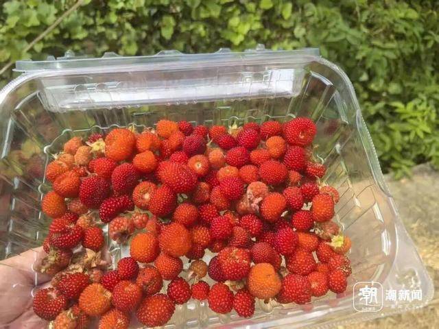 皇冠信用网正网_“超级多皇冠信用网正网，根本摘不完！”一斤能卖到上百元，台州人大批出动了，紧急提醒